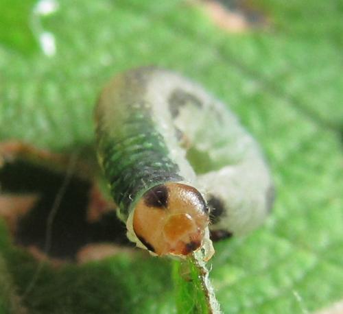 Réf. 220 517 : Euura hypoxantha