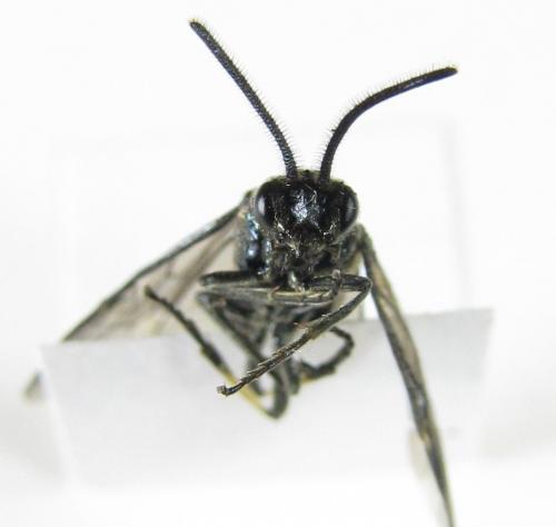 Arge ciliaris