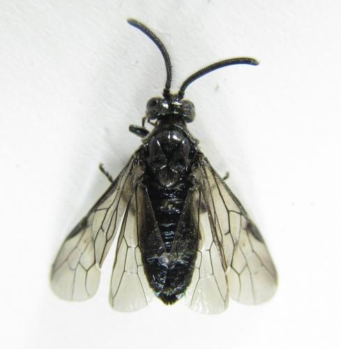 Arge ciliaris