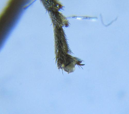 Euura myosotidis