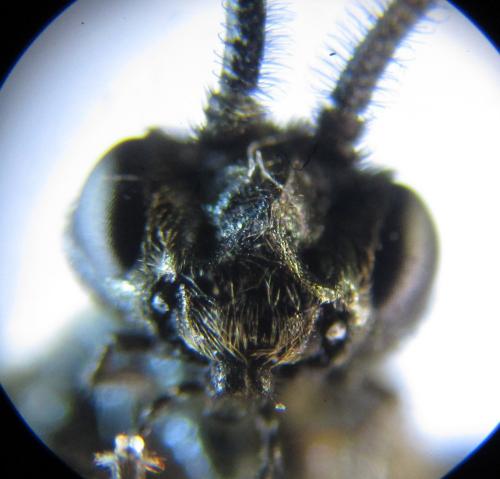Arge ciliaris