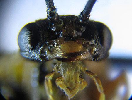 Euura myosotidis