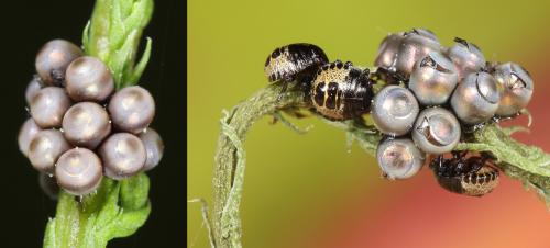 Rhaphigaster nebulosa