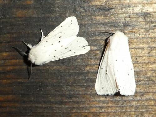 Spilosoma lubricipeda
