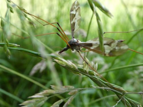 Tipula maxima