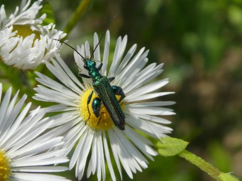 Oedemera nobilis