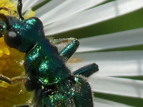 Oedemera nobilis