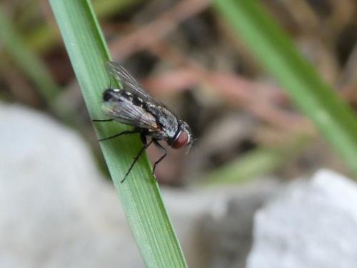 Réf. 220 620 : Metopia sp.