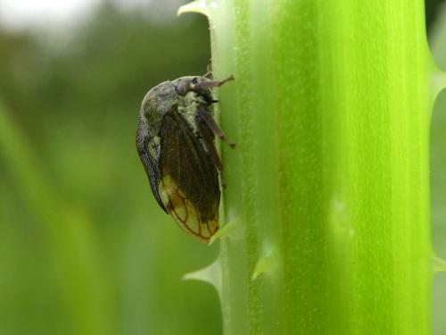 Réf. 220 614 : Centrotus cornutus
