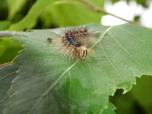 Lymantria dispar