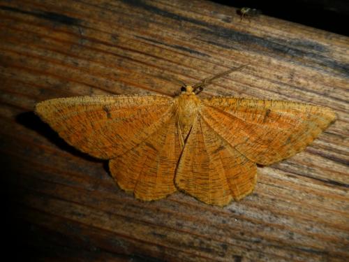 Réf. 220 842 : Angerona prunaria