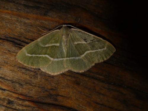 Réf. 220 857 : Hylaea fasciaria