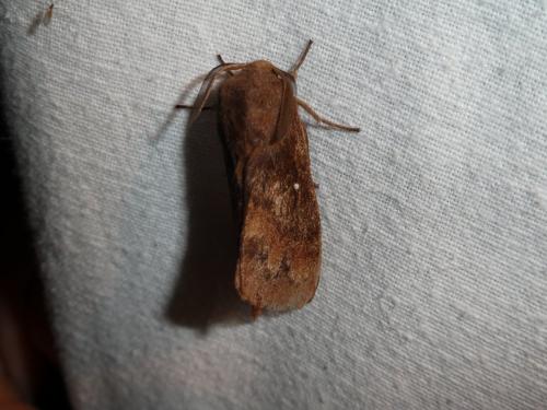 Réf. 220 886 : Dendrolimus pini