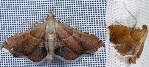 Réf. 220 286 : Endotricha flammealis