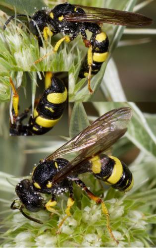 Cerceris rybyensis