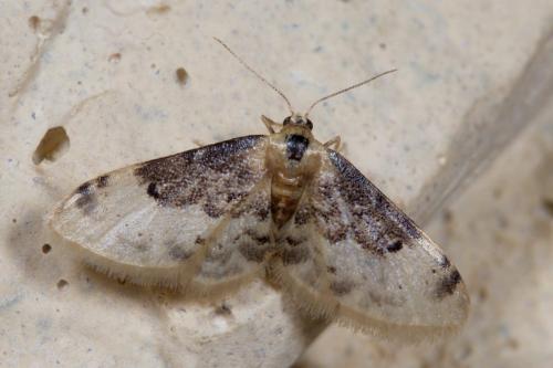 Réf. 220 861 : Idaea filicata