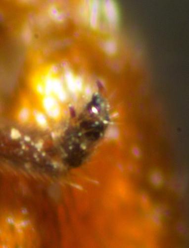 Homolobus sp.