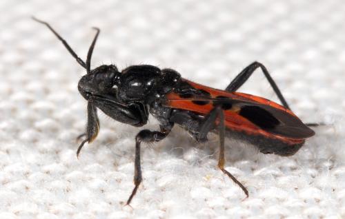 Réf. 220 774 : Peirates stridulus