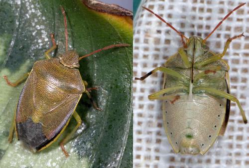 Piezodorus lituratus