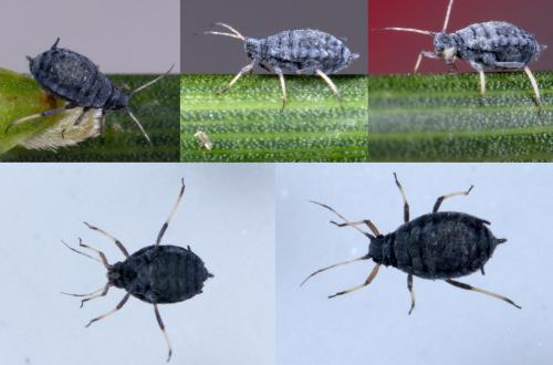 Aphis cytisorum