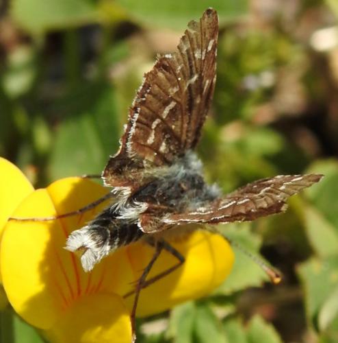 Pyrgus sp.