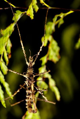 Cnipsus rachis