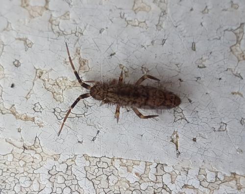 Réf. 220 201 : Orchesella villosa