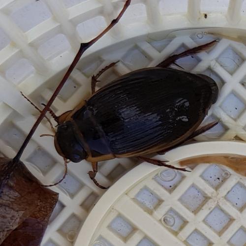 Réf. 220 890 : Dytiscus sp.