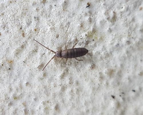 Réf. 220 804 : Tomocerus minor