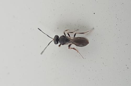 Trimorus sp.