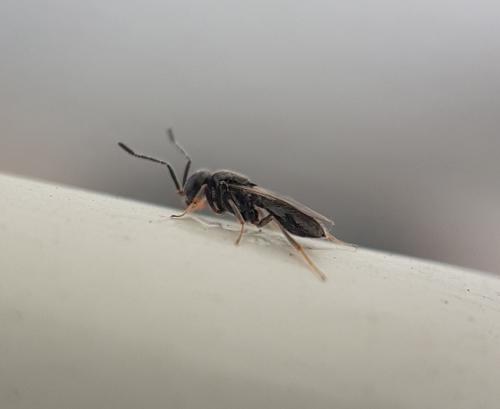 Trimorus sp.