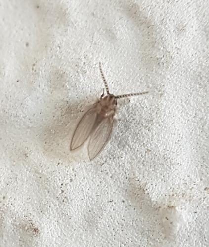 Psychoda sp.