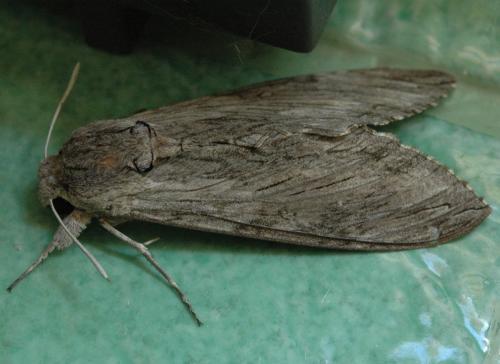 Réf. 220 501 : Agrius convolvuli