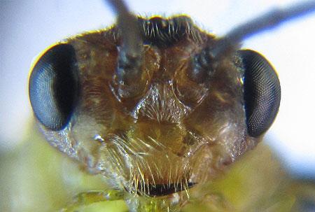 Réf. 220 407 : Euura oligospila