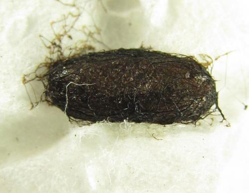Réf. 220 518 : Euura hypoxantha