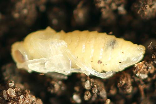 Caliroa annulipes