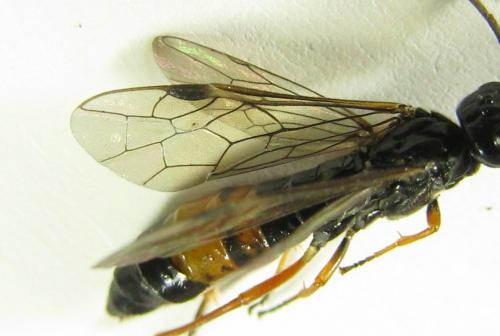 Emphytus calceatus