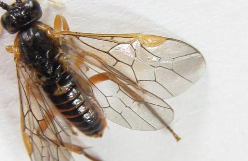 Réf. 220 423 : Euura myosotidis