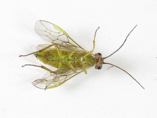 Réf. 220 408 : Euura oligospila