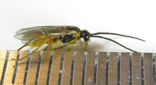 Euura myosotidis