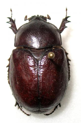 Réf. 220 155 : Phyllognathus sp.