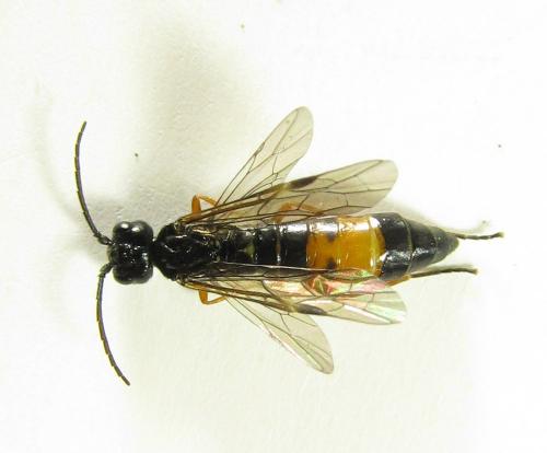 Réf. 220 489 : Emphytus calceatus
