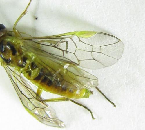 Réf. 220 409 : Euura oligospila