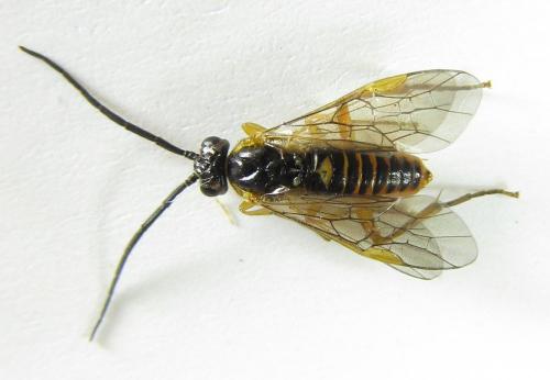 Réf. 220 425 : Euura myosotidis