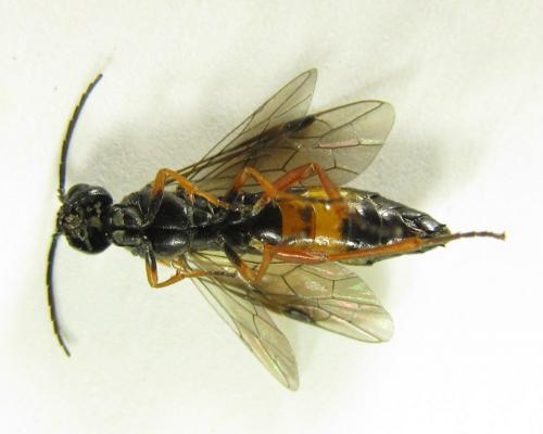 Emphytus calceatus