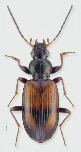 Bembidion ripicola
