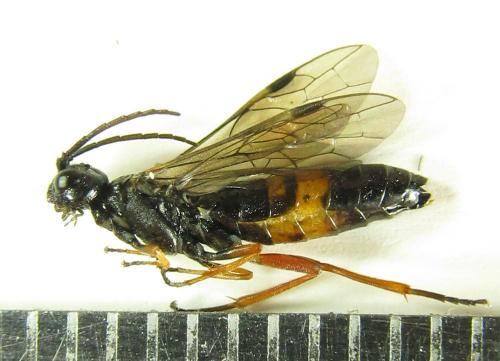 Emphytus calceatus