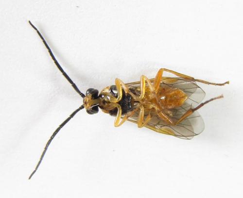 Euura myosotidis