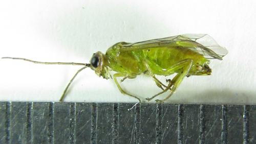 Réf. 220 411 : Euura oligospila
