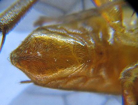 Réf. 220 427 : Euura myosotidis